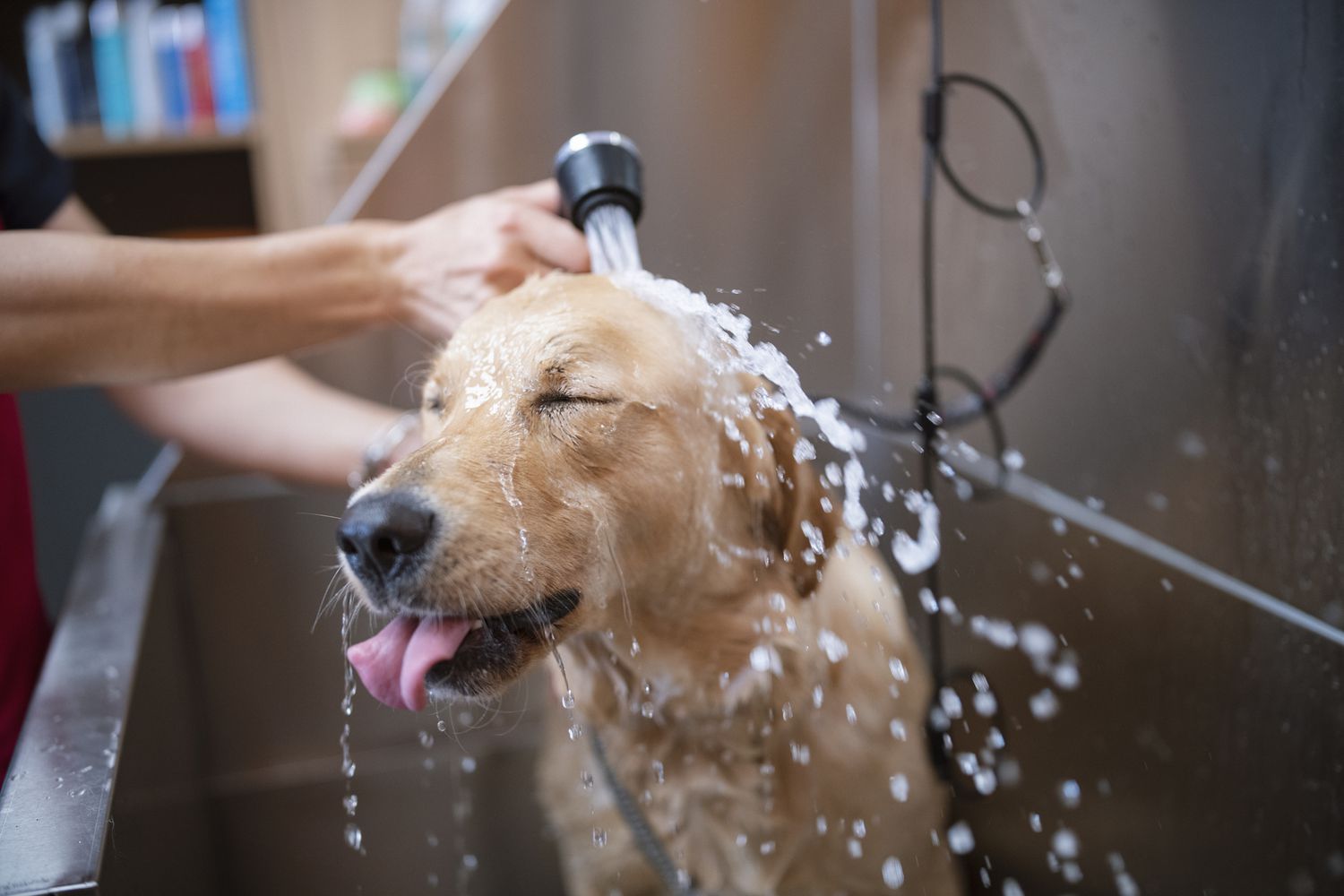 EZ-Wash™ Station dog wash